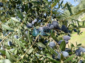 ПАРЦЕЛ, 2 500 m2 - Holmes.bg ПАРЦЕЛ, 2 500 m2