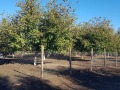 Продава Парцел област Добрич , гр. Каварна , 1406 кв.м | 12631838 — Imoti.com Продава Парцел област Добрич , гр. Каварна , 1406 кв.м | 12631838