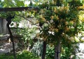 Продава КЪЩА, област Враца, с. Търнак • 45000 € • 17848485 14 — Holmes.bg Продава КЪЩА, област Враца, с. Търнак • 45000 € • 17848485 14