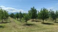 Продава Земеделска земя област Пловдив , с. Крумово , 4.14 дка | 40517964 — Imoti.com Продава Земеделска земя област Пловдив , с. Крумово , 4.14 дка | 40517964