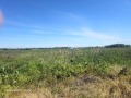 Продава ПАРЦЕЛ, град Пловдив, Пещерско шосе • 383699 € • 30874766 4 — Holmes.bg Продава ПАРЦЕЛ, град Пловдив, Пещерско шосе • 383699 € • 30874766 4