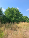 Продава Парцел област Пазарджик , с. Мененкьово , 1588 кв.м | 70139485 — Imoti.com Продава Парцел област Пазарджик , с. Мененкьово , 1588 кв.м | 70139485