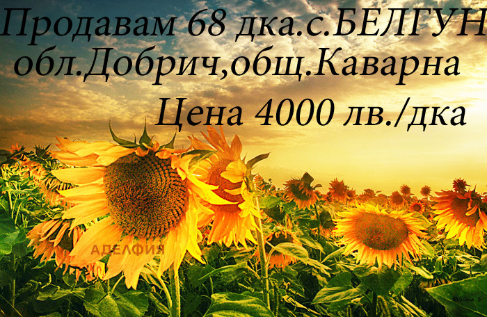 Продава  Земеделска земя област Добрич , с. Белгун , 68 дка | 14108924