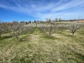 Продава ЗЕМЕДЕЛСКА ЗЕМЯ, с. Иваново, област Русе, снимка 2
