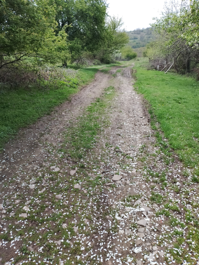 In vendita  Terra regione Varna , Solnik , 9 dka | 47340799 - Immagine [11]