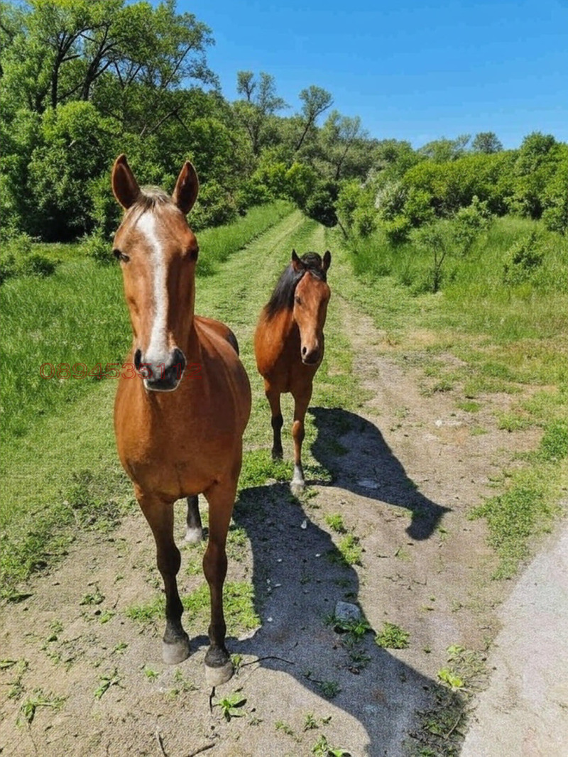 Продава ПАРЦЕЛ, гр. Брезник, област Перник