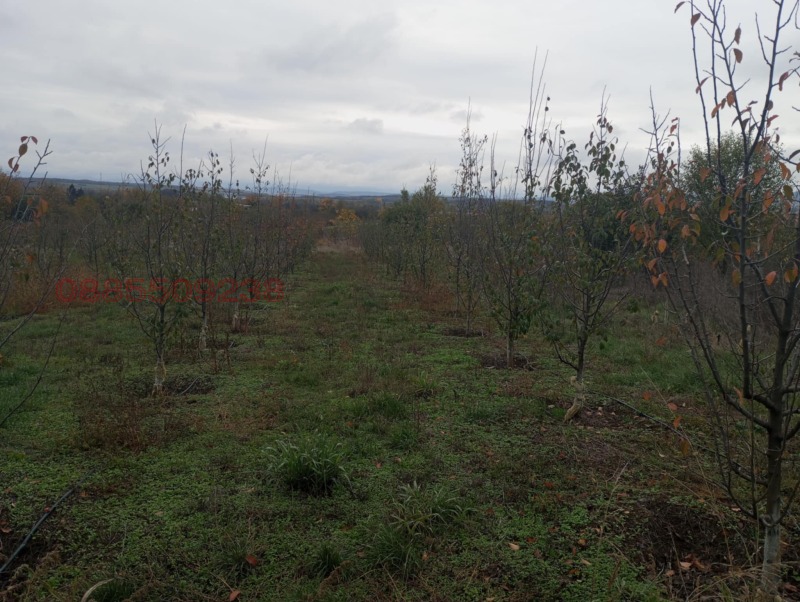 Продава ЗЕМЕДЕЛСКА ЗЕМЯ, гр. Долна Оряховица, област Велико Търново, снимка 6 - Земеделска земя - 52770125