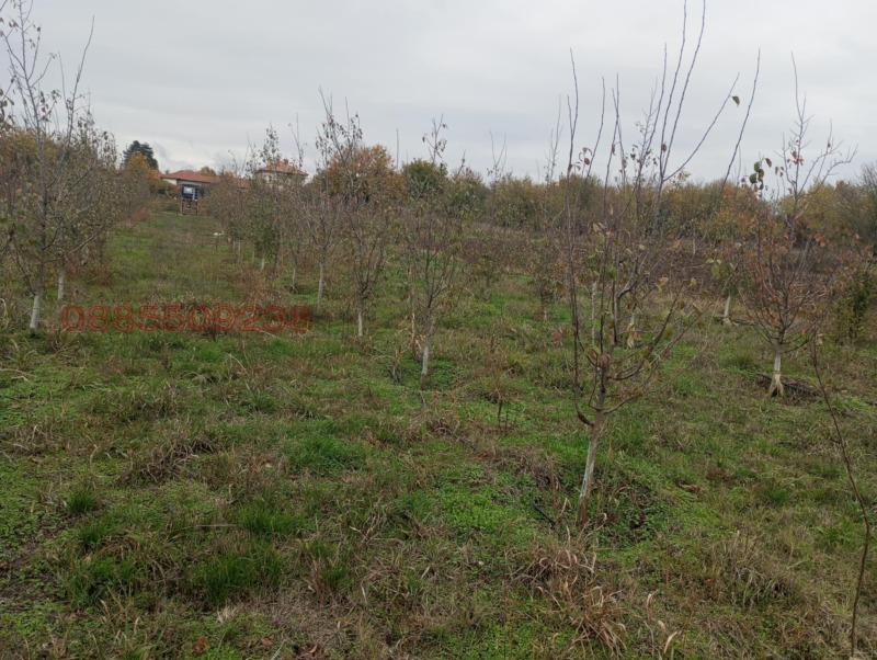 Продава ЗЕМЕДЕЛСКА ЗЕМЯ, гр. Долна Оряховица, област Велико Търново, снимка 2 - Земеделска земя - 52770125