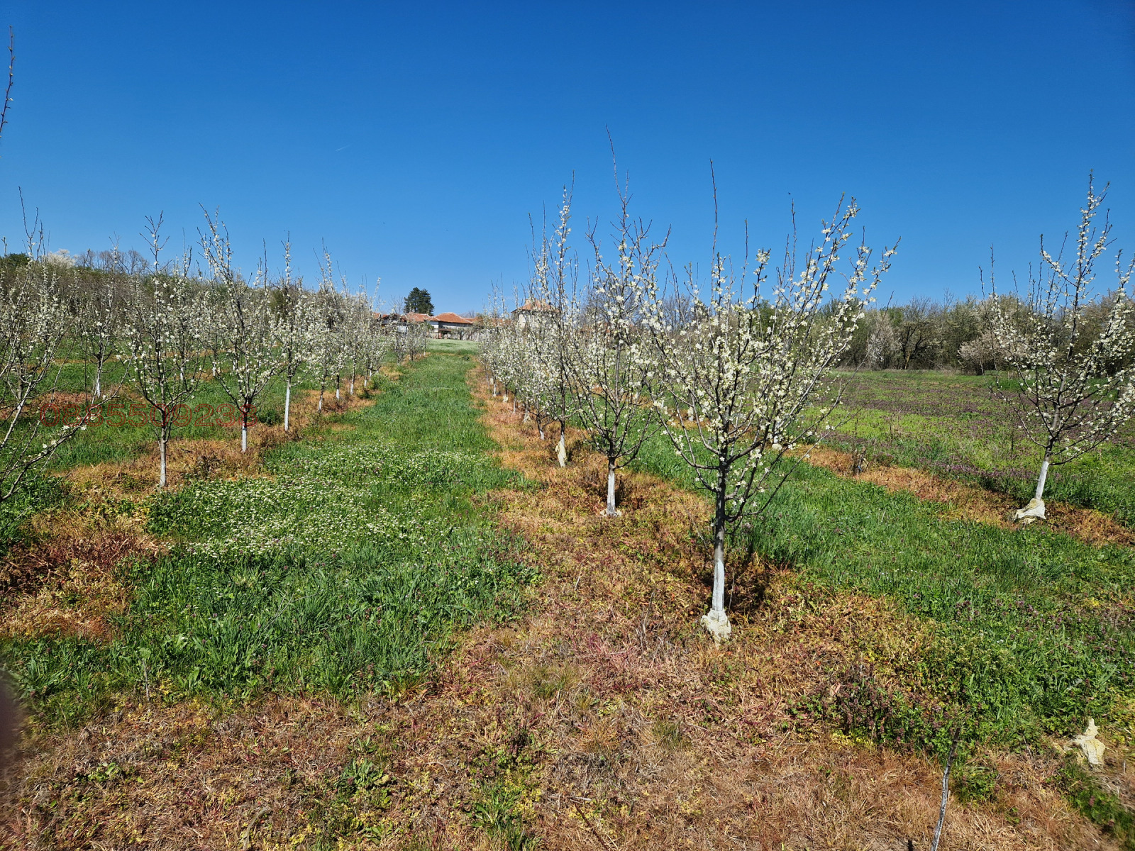 Продава ЗЕМЕДЕЛСКА ЗЕМЯ, гр. Долна Оряховица, област Велико Търново, снимка 6 - Земеделска земя - 54179333