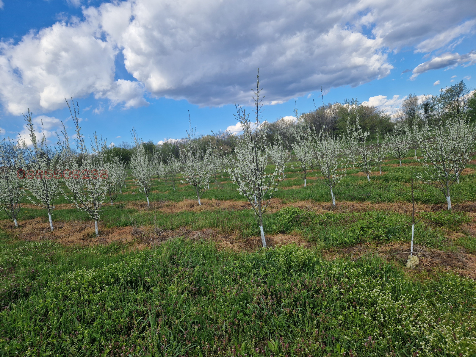 Продава ЗЕМЕДЕЛСКА ЗЕМЯ, гр. Долна Оряховица, област Велико Търново