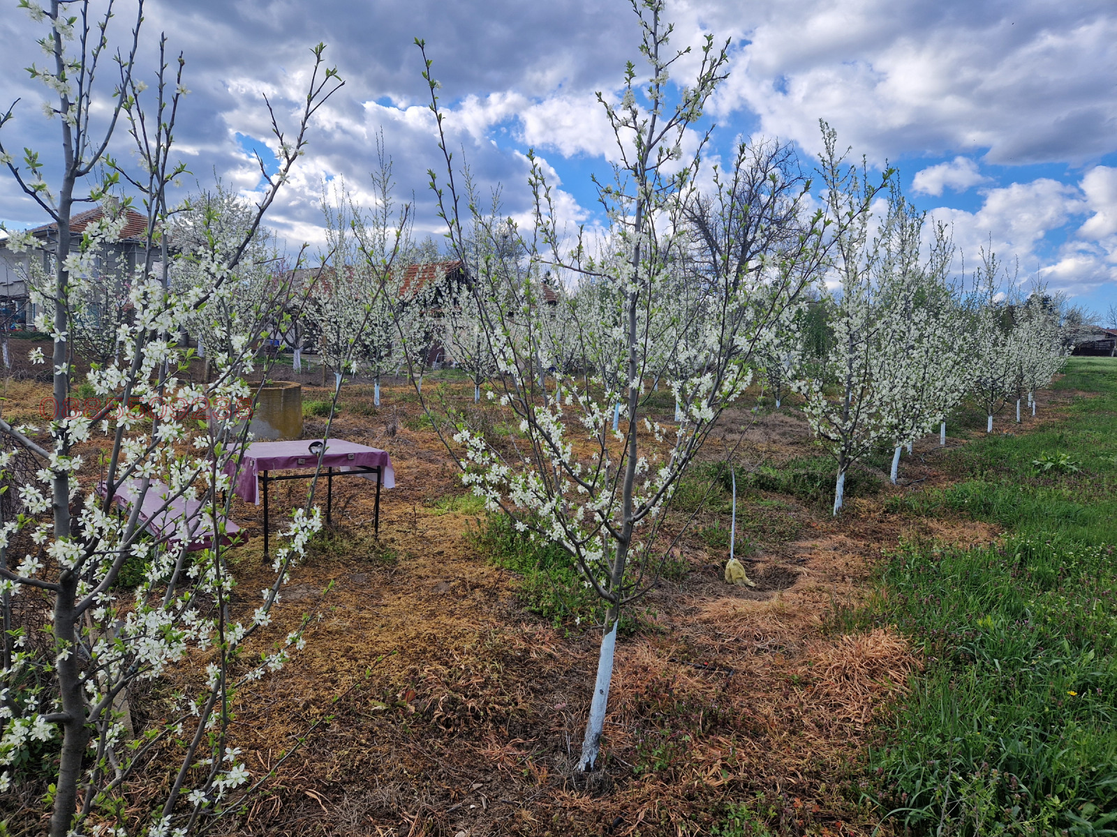 Продава ЗЕМЕДЕЛСКА ЗЕМЯ, гр. Долна Оряховица, област Велико Търново, снимка 4 - Земеделска земя - 54179333