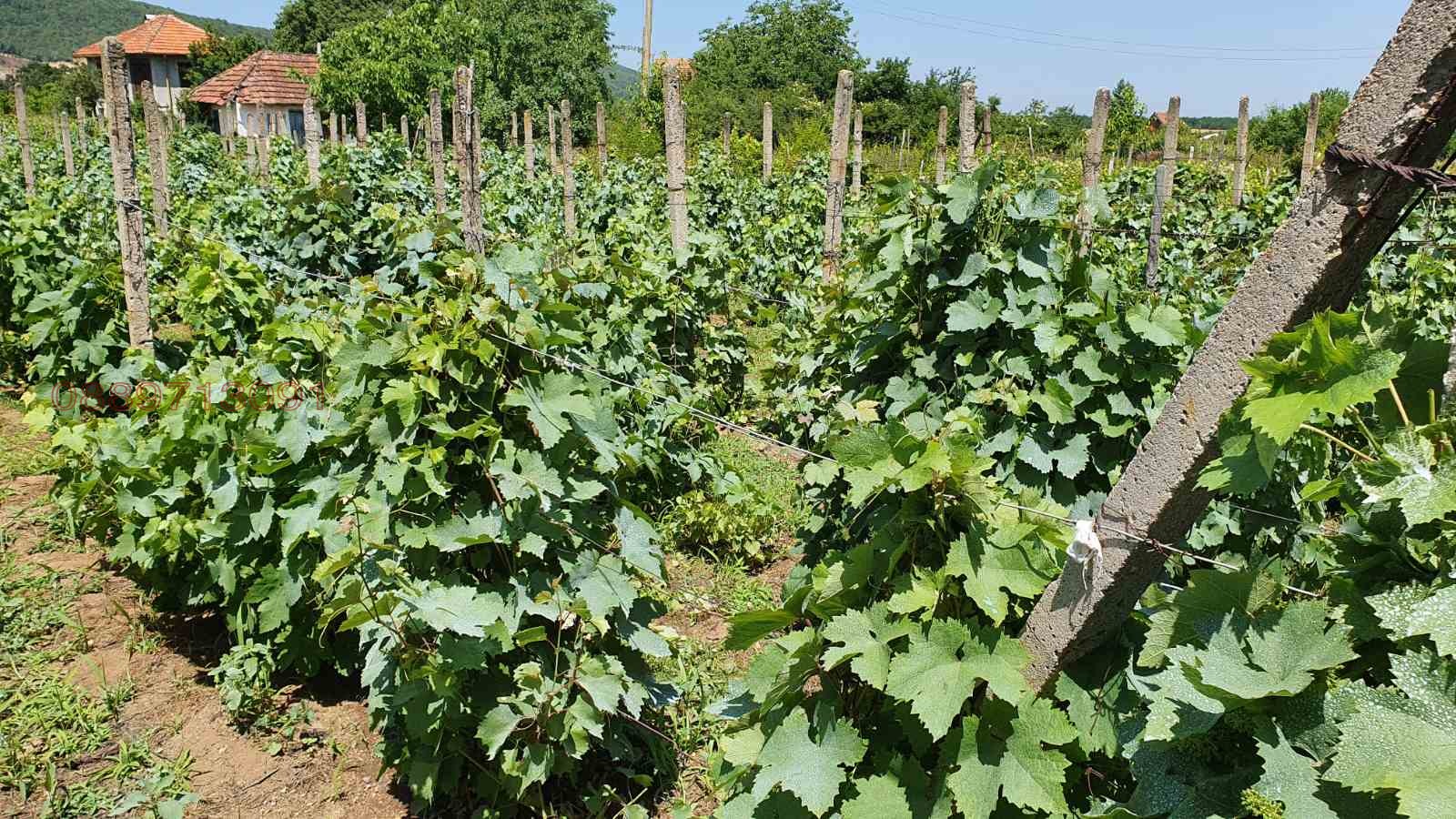 Продава ПАРЦЕЛ, с. Орешец, област Видин, снимка 2 - Парцели - 53511671