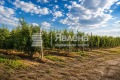 Продава  Парцел област Пазарджик , с. Главиница , 58327 кв.м | 34512051 - изображение [3]