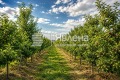 Продава  Парцел област Пазарджик , с. Главиница , 58327 кв.м | 34512051 - изображение [4]