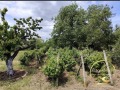 Продава КЪЩА, област Стара Загора, с. Дълбоки • 110000 € • 75402449 7