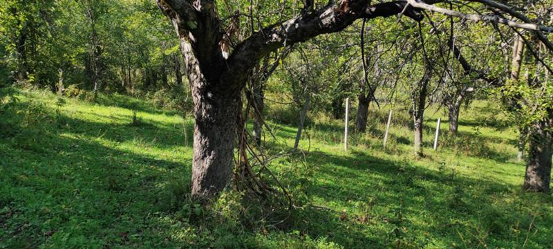 Продава ЗЕМЕДЕЛСКА ЗЕМЯ, с. Гложене, област Ловеч, снимка 17 - Земеделска земя - 54028525