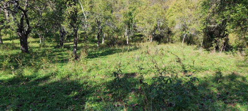 Продава ЗЕМЕДЕЛСКА ЗЕМЯ, с. Гложене, област Ловеч, снимка 6 - Земеделска земя - 54028525