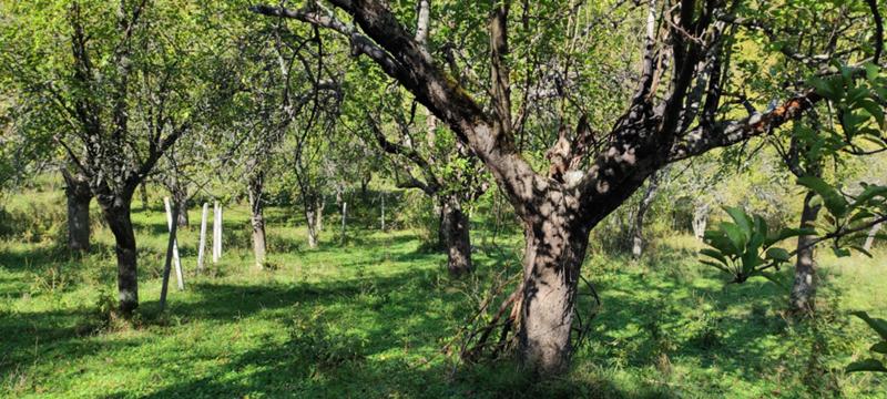 Продава ЗЕМЕДЕЛСКА ЗЕМЯ, с. Гложене, област Ловеч, снимка 7 - Земеделска земя - 54028525