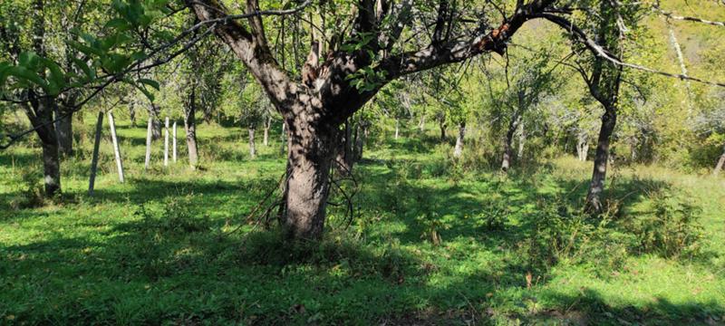 Продава ЗЕМЕДЕЛСКА ЗЕМЯ, с. Гложене, област Ловеч, снимка 15 - Земеделска земя - 54028525