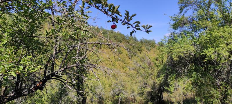 Продава ЗЕМЕДЕЛСКА ЗЕМЯ, с. Гложене, област Ловеч, снимка 11 - Земеделска земя - 54028525