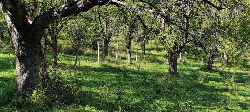 Продава ЗЕМЕДЕЛСКА ЗЕМЯ, с. Гложене, област Ловеч, снимка 16 - Земеделска земя - 54028525