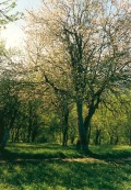 Продава  Парцел област Велико Търново , с. Мийковци , 6999 кв.м | 54449651 - изображение [4]