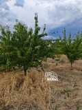 Продава  Парцел област Стара Загора , с. Кирилово , 3000 кв.м | 58405231 - изображение [2]
