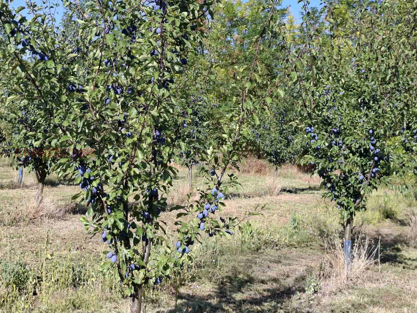 Продава ПАРЦЕЛ, с. Асеново, област Плевен