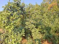 Продава ПАРЦЕЛ, област Плевен, с. Асеново • 9990 € • 58701927 4