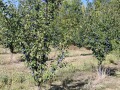 Продава ПАРЦЕЛ, област Плевен, с. Асеново • 9990 € • 58701927 1