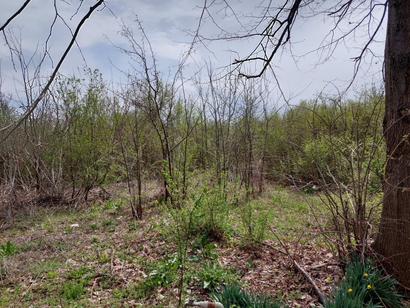 Til salg  Grund region Veliko Tarnovo , Debelets , 2388 kvm | 74213530 - billede [4]