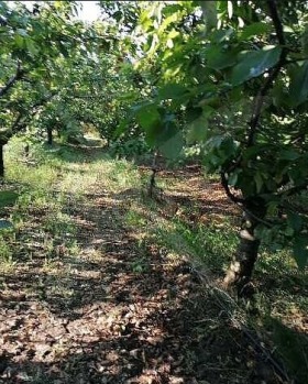 Cselekmény Ajtos, régió Burgasz 1