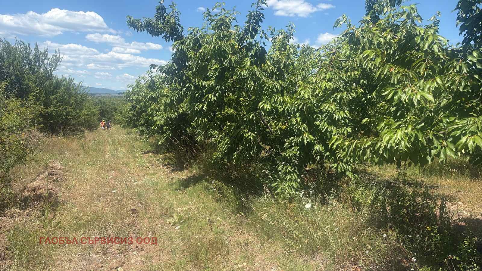 Продава ЗЕМЕДЕЛСКА ЗЕМЯ, с. Горна Гращица, област Кюстендил, снимка 13 - Земеделска земя - 55205812