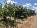 Продава ЗЕМЕДЕЛСКА ЗЕМЯ, с. Горна Гращица, област Кюстендил, снимка 2