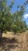 Продава ЗЕМЕДЕЛСКА ЗЕМЯ, с. Горна Гращица, област Кюстендил, снимка 16