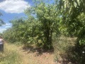 Продава ЗЕМЕДЕЛСКА ЗЕМЯ, с. Горна Гращица, област Кюстендил, снимка 9