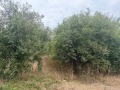Продава  Парцел град Варна , с. Тополи , 3768 кв.м | 57922573 - изображение [3]