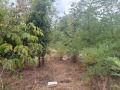Продава  Парцел град Варна , с. Тополи , 3768 кв.м | 57922573 - изображение [7]