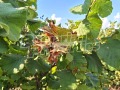 Продава ЗЕМЕДЕЛСКА ЗЕМЯ, с. Кюлевча, област Шумен, снимка 3