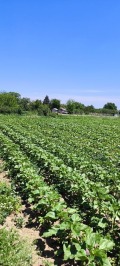 Продава ПАРЦЕЛ, с. Калояновец, област Стара Загора, снимка 3