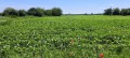 Продава ПАРЦЕЛ, с. Калояновец, област Стара Загора, снимка 7