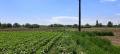 Продава ПАРЦЕЛ, област Стара Загора, с. Калояновец • 31750 € / 62097.60 лв. • 11023795 4