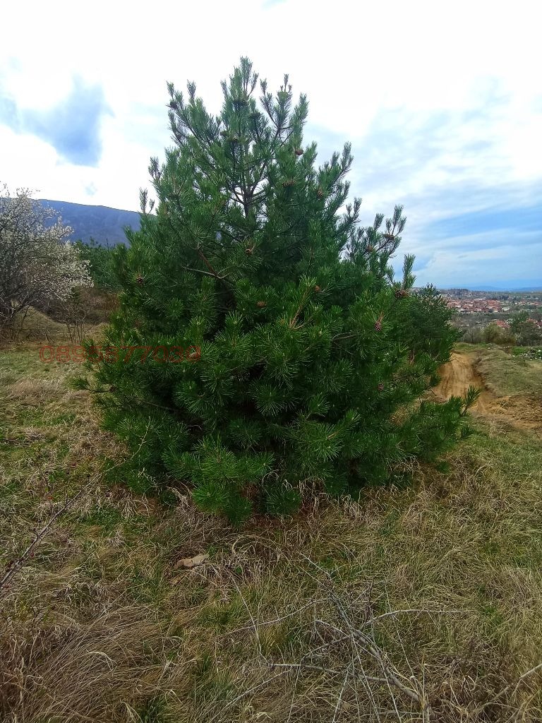 Продава ПАРЦЕЛ, гр. Сапарева баня, област Кюстендил, снимка 3 - Парцели - 52781407