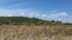 ����� ������� ������,�. ��������, ������ �����