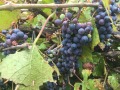 Продава КЪЩА, с. Ярлово, област София област, снимка 11