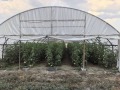 Продава ЗЕМЕДЕЛСКА ЗЕМЯ, с. Милево, област Пловдив, снимка 3