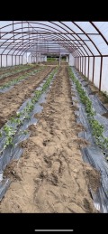 Продава ЗЕМЕДЕЛСКА ЗЕМЯ, с. Милево, област Пловдив, снимка 4