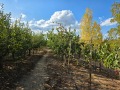 Продава  Земеделска земя област Кюстендил , с. Боровец , 2.6 дка | 58921189 - изображение [3]