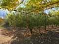 Продава  Земеделска земя област Кюстендил , с. Боровец , 2.6 дка | 58921189 - изображение [5]