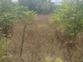 Продава ПАРЦЕЛ, град Варна, Изгрев • 63500 € • 37033027 — Holmes.bg